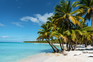 palm tree on the beach - 262628720