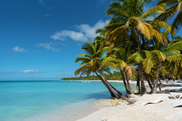 palm tree on the beach - 262628728