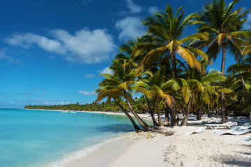 tropical beach with palm trees - 262628740