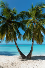 palm tree on the beach - 262628763