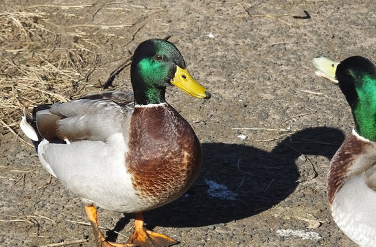 Mallard Duck standing on a farmyard