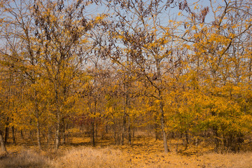 Autumn landscape. Trees threw off foliage. Plantations of Carob trees. Honey locust (Gleditsia triacanthos), thorny locust.