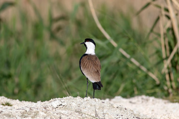 Black white water bird. Spur winged Lapwing. Vanellus spinosus. Nature background.
