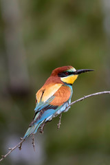 Colorful bird. Green nature background. Bird: European Bee eater. Merops apiaster. 