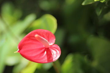 Pink Anthurium (tailflower, flamingo flower) Antúrio