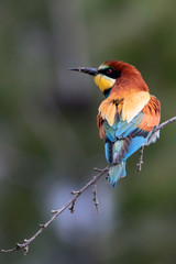 Colorful bird. Green nature background. Bird: European Bee eater. Merops apiaster. 