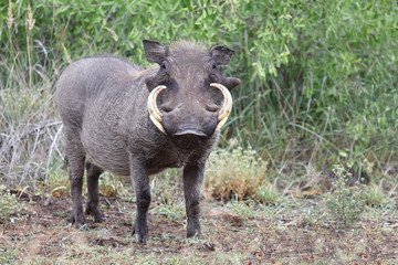 Fototapeta na wymiar Warzenschwein / Warthog / Phacochoerus africanus