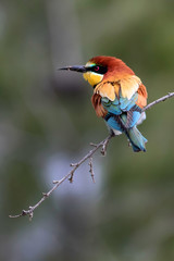 Colorful bird. Green nature background. Bird: European Bee eater. Merops apiaster. 