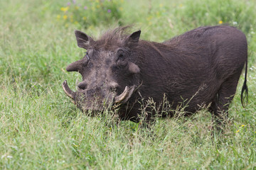 Warzenschwein / Warthog / Phacochoerus africanus