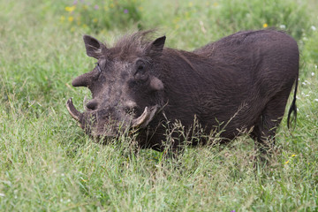Warzenschwein / Warthog / Phacochoerus africanus