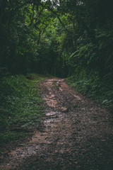 Fototapeta premium Path in the forest