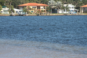 Florida Life