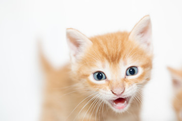 adorable kitten on white backdrop