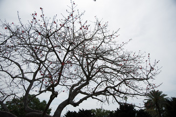 Downtown St. Pete Trees II