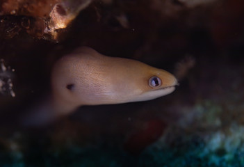 Moray eels on a coral reef in Hawaii