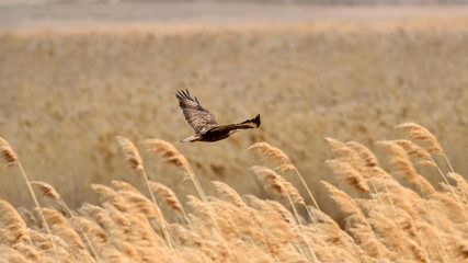 Flying hawk. Yellow nature background. Bird: Common Buzzard. Buteo buteo.
