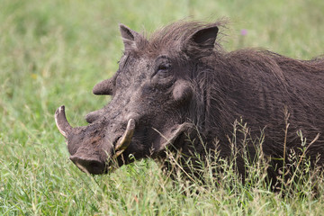 Warzenschwein / Warthog / Phacochoerus africanus