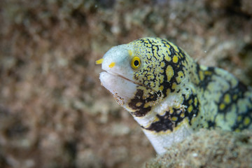 Moray eels on a coral reef in Hawaii