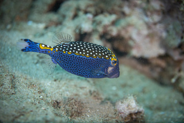 Reef life on coral reef of Hawaii