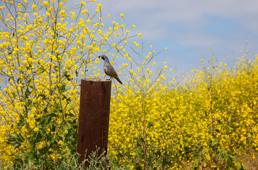 Closeup California Quail in the hills of Crystal Cover State Park in the spring. Escaping a hectic lifestyle by hiking and enjoying nature. Healthy living. 