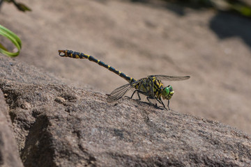 Libelle auf Stein sonnt sich