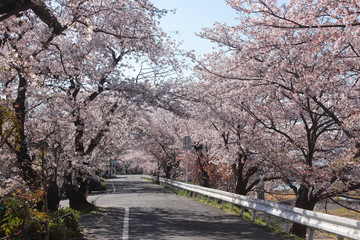 Fototapeta na wymiar 京都　鴨西通の桜のトンネル
