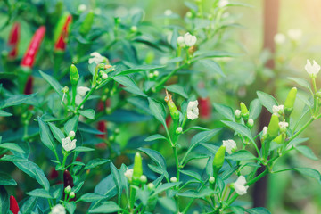 red chili peppers and green chili peppers with blurry green leaf and white flowers, raw materials for cooking to be spicy or Thai food, the concept of fresh food ingredients, selective focus.