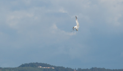Bird in the sky