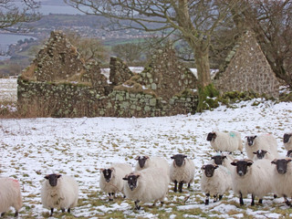 Sheep standing in snow in Ireland