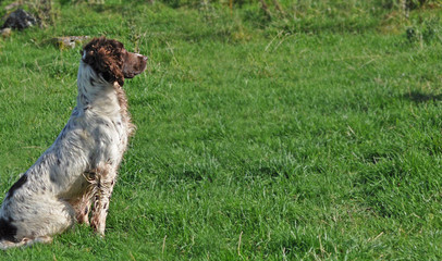 Spaniel in a field at a duck shoot Co. Antrim N. Ireland 2017 with space for editors text copy