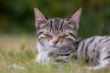Süßes Kätzchen döst im Gras