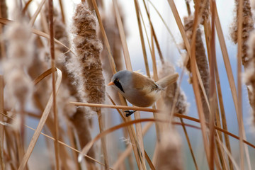 Funny bird. Yellow nature background. Bearded Reedling / Panurus biarmicus