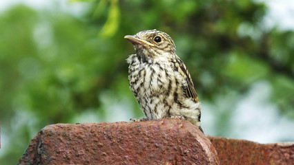 Spotted flycatcher chick