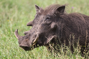 Warzenschwein / Warthog / Phacochoerus africanus