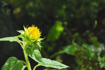 ヒマワリ　つぼみ　素材