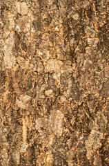 Baumrinde textur pattern
