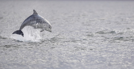 Fototapeta premium breaching wild dolphin
