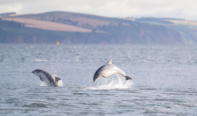 Fototapeta premium Breaching dolphin