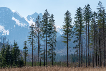 schneebedeckte Berge mit Bäumen im Vordergrund