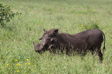 Warzenschwein / Warthog / Phacochoerus africanus