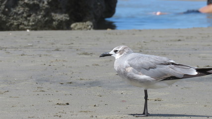 GAVIOTA EN LA PLAYA, Y ROCA MARINA