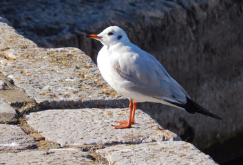seagull on rock