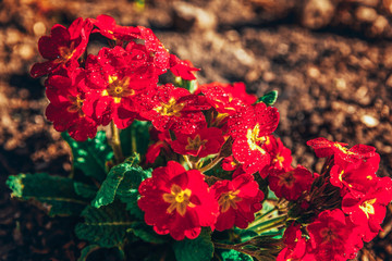 Primrose Primula with red flowers. Inspirational natural floral spring or summer blooming garden or park under soft sunlight and blurred bokeh background. Colorful blooming ecology nature landscape