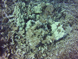 Coral