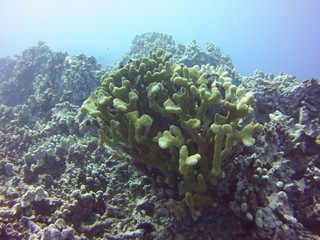 Coral