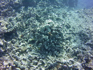 Coral Reef