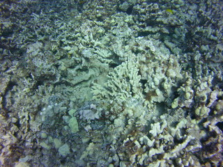 Obraz premium Coral Reef
