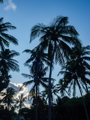 Silhouettes of trees against the blue sky and multi-colored clouds. Koh Phangan Thailand