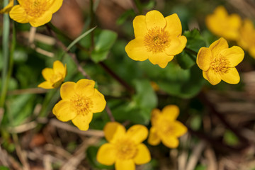 Butterblume im Frühling