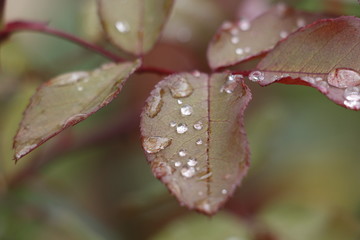 Morning dew.